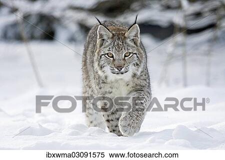 "Lynx (Lynx lynx) on foot in the snow, captive, Germany, Europe" View Large Photo Image Stock Photography - "Lynx (Lynx lynx) on foot in the snow, captive, Germany, Europe". Fotosearch