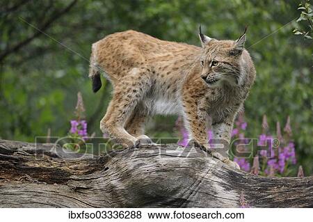 "Lynx (Lynx lynx) standing on a tree trunk, captive, Thuringia, Germany, Europe" View Large Photo Image Stock Photo - "Lynx (Lynx lynx) standing on a tree trunk, captive, Thuringia, Germany, Europe". Fotosearch