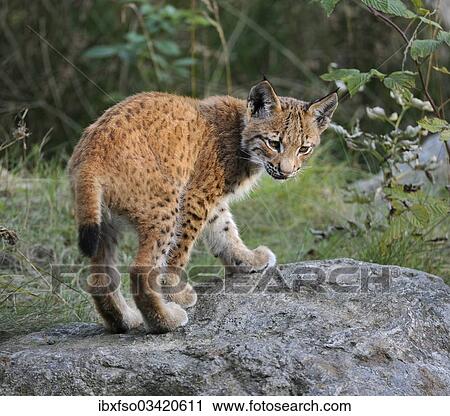 "Lynx (Lynx lynx), young, animal enclosure, Bavarian Forest National Park, Bavaria, Germany, Europe" View Large Photo Image Stock Image - "Lynx (Lynx lynx), young, animal enclosure, Bavarian Forest National Park, Bavaria, Germany, Europe". Fotosearch