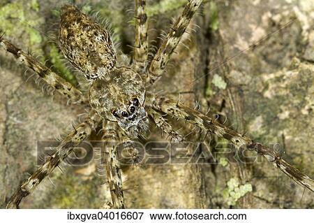 "Lynx spider (Oxyopidae spec. ), Tambopata Nature Reserve, Madre de Dios Region, Peru, South America" View Large Photo Image Stock Photo - "Lynx spider (Oxyopidae spec. ), Tambopata Nature Reserve, Madre de Dios Region, Peru, South America". Fotosearch