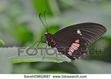 "Lysander Cattleheart (Parides lysander), native to Guiana, butterfly house, Forgaria nel Friuli, Udine province, Italy, Europe" View Large Photo Image Stock Photo - "Lysander Cattleheart (Parides lysander), native to Guiana, butterfly house, Forgaria nel Friuli, Udine province, Italy, Europe". Fotosearch