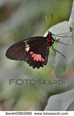 Stock Photography - "Lysander Cattleheart (Parides lysander), native to Guiana, butterfly house, Forgaria nel Friuli, Udine province, Italy, Europe". Fotosearch