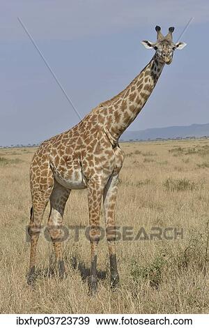 "Maasai Giraffe or Kilimanjaro Giraffe (Giraffa camelopardalis tippelskirchi), Massai Mara, Rift Valley Province, Kenya, Africa" View Large Photo Image Stock Photo - "Maasai Giraffe or Kilimanjaro Giraffe (Giraffa camelopardalis tippelskirchi), Massai Mara, Rift Valley Province, Kenya, Africa". Fotosearch