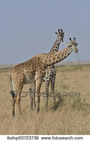 Stock Photo - "Maasai Giraffes or Kilimanjaro Giraffes (Giraffa camelopardalis tippelskirchi) while feeding, Massai Mara, Rift Valley Province, Kenya, Africa". Fotosearch