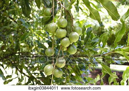 "Macadamia (Macadamia ternifolia), ball-shaped fruits on the tree, Gisborne region, North Island, New Zealand, Oceania" View Large Photo Image Stock Image - "Macadamia (Macadamia ternifolia), ball-shaped fruits on the tree, Gisborne region, North Island, New Zealand, Oceania". Fotosearch