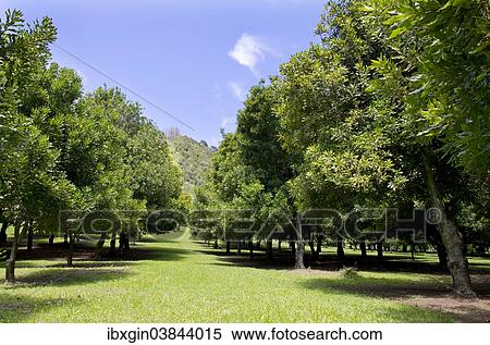 "Macadamia (Macadamia ternifolia), macadamia orchard, Gisborne region, North Island, New Zealand, Oceania" View Large Photo Image Stock Photography - "Macadamia (Macadamia ternifolia), macadamia orchard, Gisborne region, North Island, New Zealand, Oceania". Fotosearch