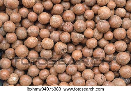 "Macadamia nuts, Mexico, North America" View Large Photo Image Stock Image - "Macadamia nuts, Mexico, North America". Fotosearch