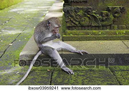"Macaque (Macaca sp. ) in the Monkey Forest temple, Pura Dalem Agung Padangtegal temple in Monkey Forest, Ubud, Bali, Indonesia, Asia" View Large Photo Image Stock Image - "Macaque (Macaca sp. ) in the Monkey Forest temple, Pura Dalem Agung Padangtegal temple in Monkey Forest, Ubud, Bali, Indonesia, Asia". Fotosearch