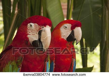 "Macaws (Ara), pair, captive, Bali, Indonesia, Asia" View Large Photo Image Picture - "Macaws (Ara), pair, captive, Bali, Indonesia, Asia". Fotosearch