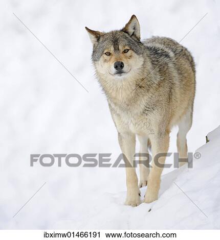 Mackenzie 谷 狼 アラスカ ツンドラオオカミ あるいは カナダ 材木狼 Canis Lupus Occidentalis 中に Snow ストックイメージ Ibximw Fotosearch