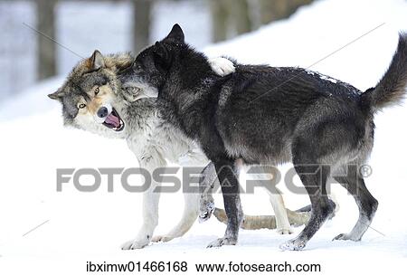 Mackenzie 谷 狼 アラスカ ツンドラオオカミ あるいは カナダ 材木狼 Canis Lupus Occidentalis ２ 若い 狼 遊び 中に Snow 写真館 イメージ館 Ibximw Fotosearch