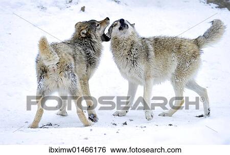 Mackenzie 谷 狼 アラスカ ツンドラオオカミ あるいは カナダ 材木狼 Canis Lupus Occidentalis ２ 若い 狼 遊び 中に Snow 画像コレクション Ibximw Fotosearch