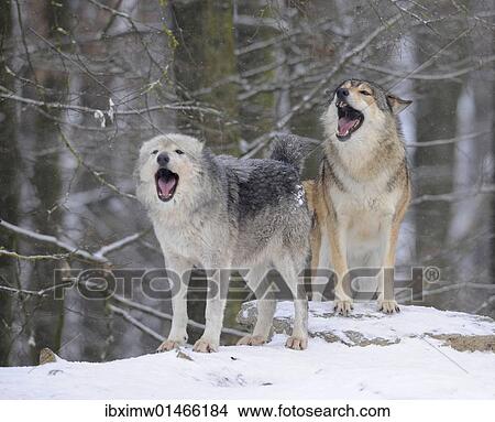 "Mackenzie Valley Wolf, Alaskan Tundra Wolf or Canadian Timber Wolf (Canis lupus occidentalis), wolves howling in the snow" View Large Photo Image Picture - "Mackenzie Valley Wolf, Alaskan Tundra Wolf or Canadian Timber Wolf (Canis lupus occidentalis), wolves howling in the snow". Fotosearch