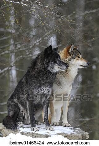 "Mackenzie Valley Wolf, Alaskan Tundra Wolf or Canadian Timber Wolf (Canis lupus occidentalis), two wolves in the snow" View Large Photo Image Picture - "Mackenzie Valley Wolf, Alaskan Tundra Wolf or Canadian Timber Wolf (Canis lupus occidentalis), two wolves in the snow". Fotosearch