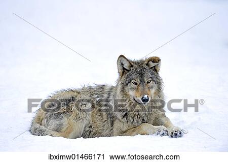 "Mackenzie Valley Wolf, Alaskan Tundra Wolf or Canadian Timber Wolf (Canis lupus occidentalis), young in the snow" View Large Photo Image Stock Image - "Mackenzie Valley Wolf, Alaskan Tundra Wolf or Canadian Timber Wolf (Canis lupus occidentalis), young in the snow". Fotosearch