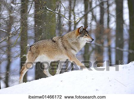"Mackenzie Valley Wolf, Alaskan Tundra Wolf or Canadian Timber Wolf (Canis lupus occidentalis), leader of the pack" View Large Photo Image Stock Image - "Mackenzie Valley Wolf, Alaskan Tundra Wolf or Canadian Timber Wolf (Canis lupus occidentalis), leader of the pack". Fotosearch