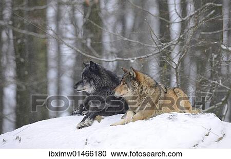 "Mackenzie Valley Wolf, Alaskan Tundra Wolf or Canadian Timber Wolf (Canis lupus occidentalis), two wolves in the snow" View Large Photo Image Stock Image - "Mackenzie Valley Wolf, Alaskan Tundra Wolf or Canadian Timber Wolf (Canis lupus occidentalis), two wolves in the snow". Fotosearch