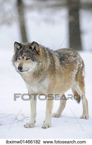 "Mackenzie Valley Wolf, Alaskan Tundra Wolf or Canadian Timber Wolf (Canis lupus occidentalis) in the snow, leader of the pack" View Large Photo Image Stock Image - "Mackenzie Valley Wolf, Alaskan Tundra Wolf or Canadian Timber Wolf (Canis lupus occidentalis) in the snow, leader of the pack". Fotosearch