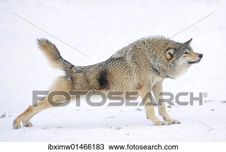Stock Image - "Mackenzie Valley Wolf, Alaskan Tundra Wolf or Canadian Timber Wolf (Canis lupus occidentalis), wolf stretching in the snow". Fotosearch