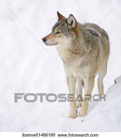 "Mackenzie Valley Wolf, Alaskan Tundra Wolf or Canadian Timber Wolf (Canis lupus occidentalis) in the snow" View Large Photo Image Stock Image - "Mackenzie Valley Wolf, Alaskan Tundra Wolf or Canadian Timber Wolf (Canis lupus occidentalis) in the snow". Fotosearch