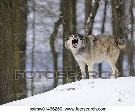 "Mackenzie Valley Wolf, Alaskan Tundra Wolf or Canadian Timber Wolf (Canis lupus occidentalis) in the snow, leader of the pack, aggressive" View Large Photo Image Stock Image - "Mackenzie Valley Wolf, Alaskan Tundra Wolf or Canadian Timber Wolf (Canis lupus occidentalis) in the snow, leader of the pack, aggressive". Fotosearch
