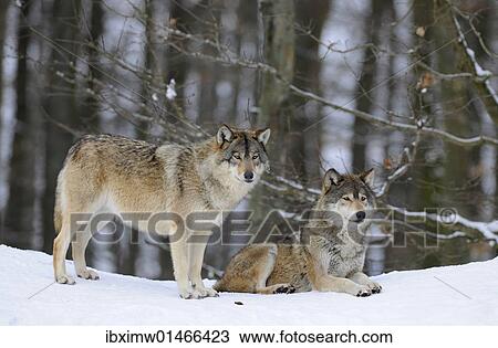 Stock Image - "Mackenzie Valley Wolf, Alaskan Tundra Wolf or Canadian Timber Wolf (Canis lupus occidentalis), two wolves in the snow". Fotosearch