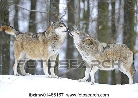 Stock Photo - "Mackenzie Valley Wolf, Alaskan Tundra Wolf or Canadian Timber Wolf (Canis lupus occidentalis), two wolves in the snow, the leader of the pack on the left". Fotosearch