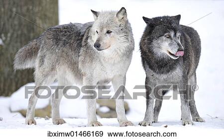 "Mackenzie Valley Wolf, Alaskan Tundra Wolf or Canadian Timber Wolf (Canis lupus occidentalis), two wolves in the snow, the female leader of the pack on the left" View Large Photo Image Stock Photo - "Mackenzie Valley Wolf, Alaskan Tundra Wolf or Canadian Timber Wolf (Canis lupus occidentalis), two wolves in the snow, the female leader of the pack on the left". Fotosearch