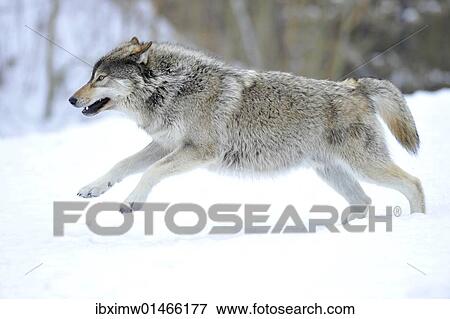 "Mackenzie Valley Wolf, Alaskan Tundra Wolf or Canadian Timber Wolf (Canis lupus occidentalis), young wolf jumping in the snow" View Large Photo Image Stock Photo - "Mackenzie Valley Wolf, Alaskan Tundra Wolf or Canadian Timber Wolf (Canis lupus occidentalis), young wolf jumping in the snow". Fotosearch