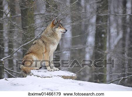 "Mackenzie Valley Wolf, Alaskan Tundra Wolf or Canadian Timber Wolf (Canis lupus occidentalis) in the snow, leader of the pack" View Large Photo Image Stock Photo - "Mackenzie Valley Wolf, Alaskan Tundra Wolf or Canadian Timber Wolf (Canis lupus occidentalis) in the snow, leader of the pack". Fotosearch
