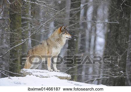 "Mackenzie Valley Wolf, Alaskan Tundra Wolf or Canadian Timber Wolf (Canis lupus occidentalis) in the snow, leader of the pack" View Large Photo Image Stock Photo - "Mackenzie Valley Wolf, Alaskan Tundra Wolf or Canadian Timber Wolf (Canis lupus occidentalis) in the snow, leader of the pack". Fotosearch