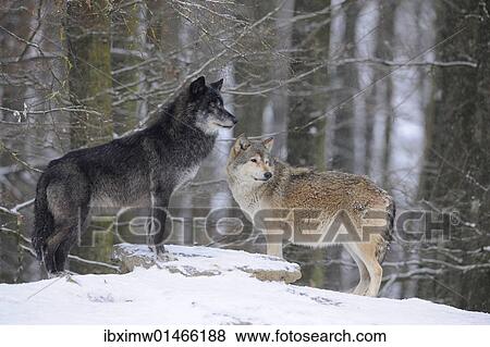 "Mackenzie Valley Wolf, Alaskan Tundra Wolf or Canadian Timber Wolf (Canis lupus occidentalis), two wolves in the snow" View Large Photo Image Stock Photo - "Mackenzie Valley Wolf, Alaskan Tundra Wolf or Canadian Timber Wolf (Canis lupus occidentalis), two wolves in the snow". Fotosearch