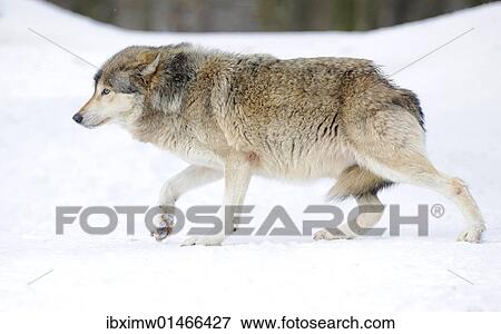 "Mackenzie Valley Wolf, Alaskan Tundra Wolf or Canadian Timber Wolf (Canis lupus occidentalis) in the snow, displaying low rank with tail tucked between hind legs, attitude of humility" View Large Photo Image Stock Photo - "Mackenzie Valley Wolf, Alaskan Tundra Wolf or Canadian Timber Wolf (Canis lupus occidentalis) in the snow, displaying low rank with tail tucked between hind legs, attitude of humility". Fotosearch