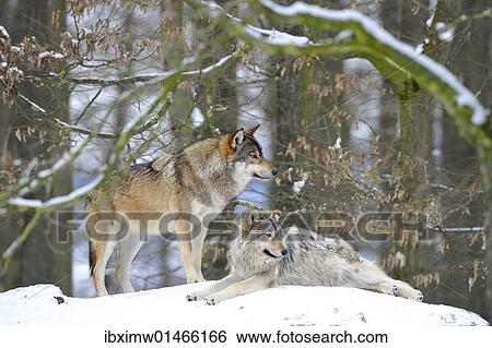 "Mackenzie Valley Wolf, Alaskan Tundra Wolf or Canadian Timber Wolf (Canis lupus occidentalis), two wolves in the snow" View Large Photo Image Stock Photograph - "Mackenzie Valley Wolf, Alaskan Tundra Wolf or Canadian Timber Wolf (Canis lupus occidentalis), two wolves in the snow". Fotosearch