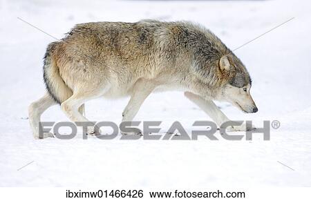 "Mackenzie Valley Wolf, Alaskan Tundra Wolf or Canadian Timber Wolf (Canis lupus occidentalis) in the snow, displaying low rank with tail tucked between hind legs, attitude of humility" View Large Photo Image Stock Photograph - "Mackenzie Valley Wolf, Alaskan Tundra Wolf or Canadian Timber Wolf (Canis lupus occidentalis) in the snow, displaying low rank with tail tucked between hind legs, attitude of humility". Fotosearch