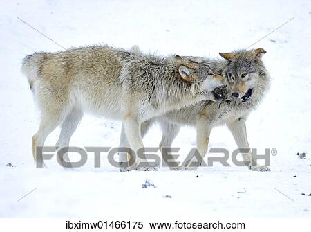 Stock Photography - "Mackenzie Valley Wolf, Alaskan Tundra Wolf or Canadian Timber Wolf (Canis lupus occidentalis), two young wolves playing in the snow". Fotosearch