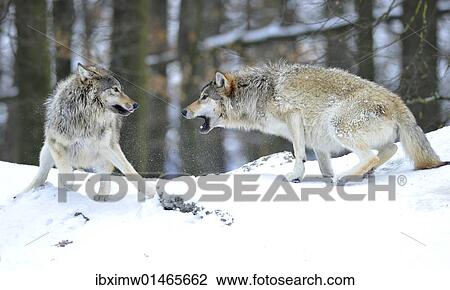 "Mackenzie Wolf, Canadian wolf, Timber wolf (Canis lupus occidentalis) in the snow, leader of the pack, on the right, reprimanding a young wolf" View Large Photo Image Stock Image - "Mackenzie Wolf, Canadian wolf, Timber wolf (Canis lupus occidentalis) in the snow, leader of the pack, on the right, reprimanding a young wolf". Fotosearch