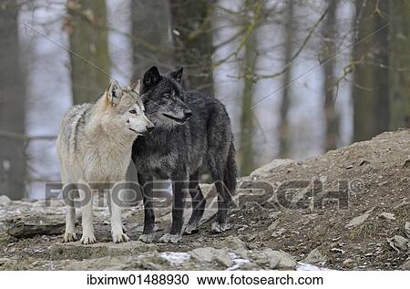 "Mackenzie Wolf, Canadian wolf, Timber wolf (Canis lupus occidentalis)" View Large Photo Image Stock Image - "Mackenzie Wolf, Canadian wolf, Timber wolf (Canis lupus occidentalis)". Fotosearch