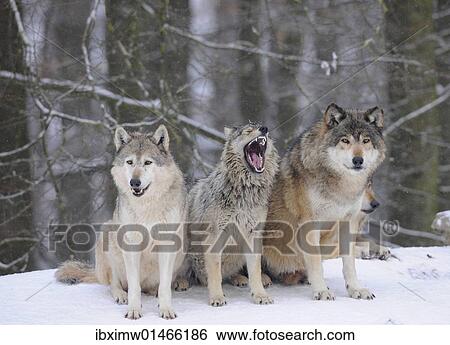 "Mackenzie Wolf, Canadian wolf, Timber wolf (Canis lupus occidentalis), three wolves in the snow, young in the middle" View Large Photo Image Stock Photograph - "Mackenzie Wolf, Canadian wolf, Timber wolf (Canis lupus occidentalis), three wolves in the snow, young in the middle". Fotosearch