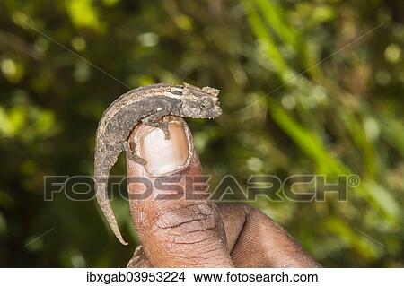 "Madagascan Dwarf Chameleon (Brookesia minima), Madagascar, Africa" View Large Photo Image Picture - "Madagascan Dwarf Chameleon (Brookesia minima), Madagascar, Africa". Fotosearch