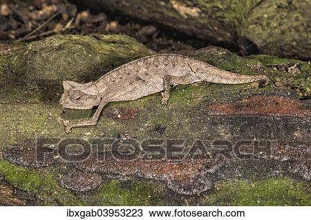 "Madagascan Dwarf Chameleon (Brookesia minima), Madagascar, Africa" View Large Photo Image Stock Image - "Madagascan Dwarf Chameleon (Brookesia minima), Madagascar, Africa". Fotosearch