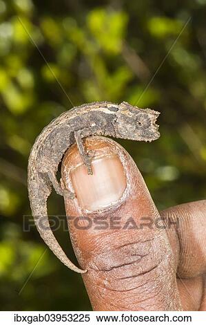 "Madagascan Dwarf Chameleon (Brookesia minima), Madagascar, Africa" View Large Photo Image Stock Photography - "Madagascan Dwarf Chameleon (Brookesia minima), Madagascar, Africa". Fotosearch