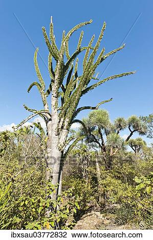 "Madagascan Ocotillo or Alluaudia (Alluaudia procera), Didiereaceae, Andohahela National Park, near Fort-Dauphin or Tolagnaro, Madagascar, Africa" View Large Photo Image Stock Image - "Madagascan Ocotillo or Alluaudia (Alluaudia procera), Didiereaceae, Andohahela National Park, near Fort-Dauphin or Tolagnaro, Madagascar, Africa". Fotosearch