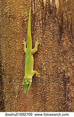 "Madagascar day gecko (Phelsuma madagascariensis), hanging from tree" View Large Photo Image Stock Photo - "Madagascar day gecko (Phelsuma madagascariensis), hanging from tree". Fotosearch