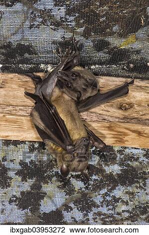 "Madagascar Flying Foxes (Pteropus rufus) hanging in a barn, Madagascar, Africa" View Large Photo Image Stock Image - "Madagascar Flying Foxes (Pteropus rufus) hanging in a barn, Madagascar, Africa". Fotosearch
