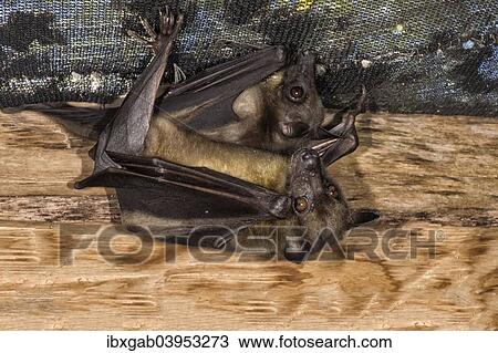 "Madagascar Flying Foxes (Pteropus rufus) hanging in a barn, Madagascar, Africa" View Large Photo Image Stock Image - "Madagascar Flying Foxes (Pteropus rufus) hanging in a barn, Madagascar, Africa". Fotosearch