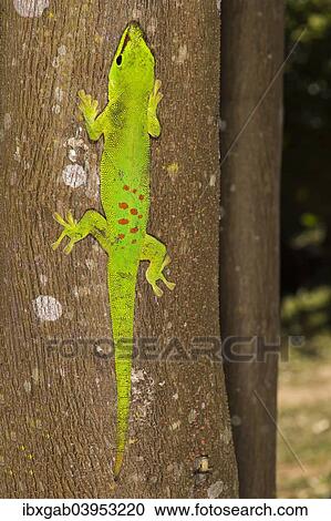 "Madagascar Giant Day Gecko (Phelsuma madagascariensis grandis), Madagascar, Africa" View Large Photo Image Stock Image - "Madagascar Giant Day Gecko (Phelsuma madagascariensis grandis), Madagascar, Africa". Fotosearch