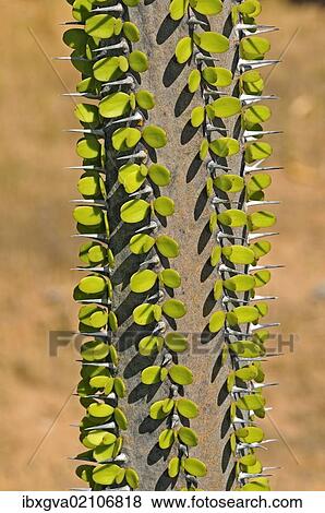 "Madagascar ocotillo (Alluaudia procera), Madagascar, Africa" View Large Photo Image Stock Photo - "Madagascar ocotillo (Alluaudia procera), Madagascar, Africa". Fotosearch