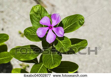 "Madagascar Periwinkle (Catharanthus roseus), Sulawesi, Indonesia, Asia" View Large Photo Image Stock Photo - "Madagascar Periwinkle (Catharanthus roseus), Sulawesi, Indonesia, Asia". Fotosearch