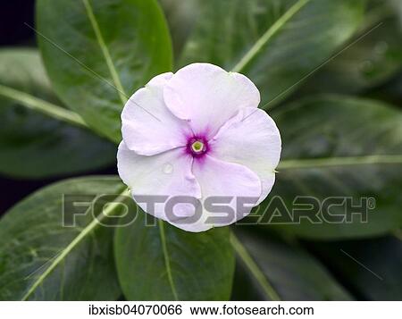 "Madagascar Periwinkle (Catharanthus roseus), Madagascar, Africa" View Large Photo Image Stock Photograph - "Madagascar Periwinkle (Catharanthus roseus), Madagascar, Africa". Fotosearch